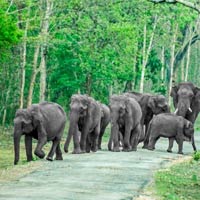 Bandipur National Park