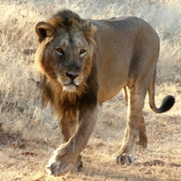 Gir National Park